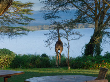 A Visitor at Breakfast, Elsamere Lodge, Naivasha - image #460721 gratis