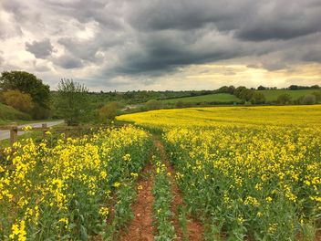 Rapeseeds farms, Burntwood, England - Free image #460781