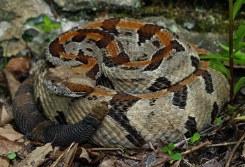 Timber Rattlesnake (Crotalus horridus) - image gratuit #460871 