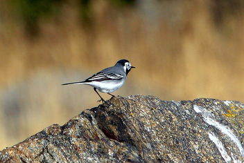 The stone and wagtail... - image gratuit #460981 