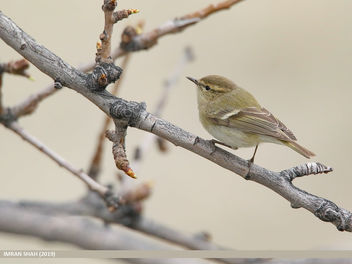 Hume's Warbler (Phylloscopus humei) - Kostenloses image #461021