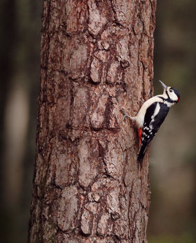 Woodpecker - image #461121 gratis