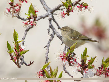 Hume's Warbler (Phylloscopus humei) - Kostenloses image #461201