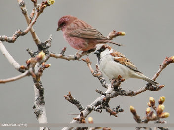 House Sparrow (Passer domesticus) - image gratuit #461261 