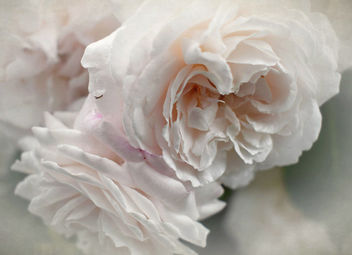 White Rose - Free image #461521
