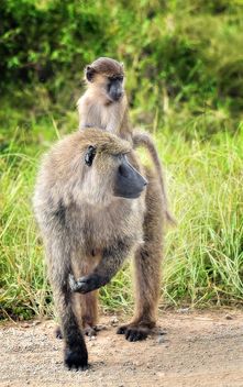 Olive Baboons - Kostenloses image #461691