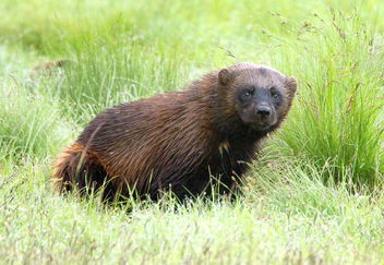 The wolverine in the wilderness - image gratuit #461801 