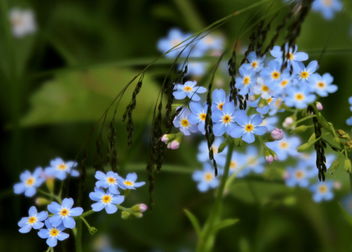 The wild meadow flowers. - Kostenloses image #461911