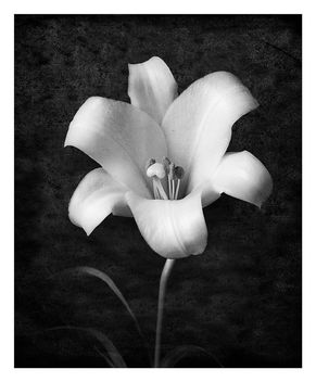 White Lily with Texture - image gratuit #461921 