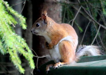 The youngster squirrel.. - image #461951 gratis