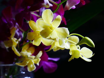 orchids - Free image #462011