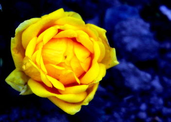 Beautiful yellow rose - image gratuit #462131 