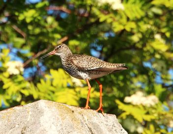 The redshank on the pipe - image gratuit #462191 