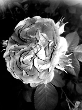 The magical rose - image gratuit #462231 