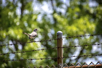 Bird on a Wire II - Free image #462251