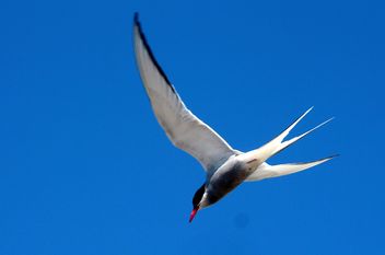 The diving artic tern. - бесплатный image #462321