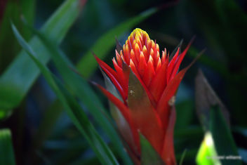 Tropical plant Billbergia pyramidalis IMG_3344 - Free image #462411