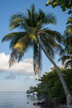 Palm Tree in Playa Larga, Cuba - бесплатный image #462521