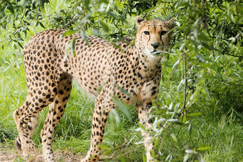 Cheetah - Free image #462801