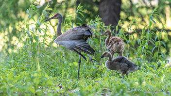Family ~ Adopted Canada Gosling, Mom Sandhill Crane Stretching, and Brother Sandhill Crane Colt ~ Papa Sandhill Crane is always nearby, keeping his family safe ~ Branta canadensis and Antigone canadensis ~ Kensington Metropark, Michigan - image #462901 gratis