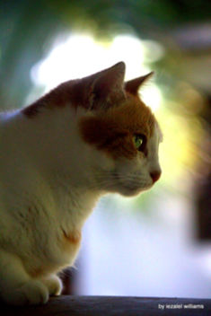 Cat's profile by iezalel williams IMG_4939-003 - image #462921 gratis