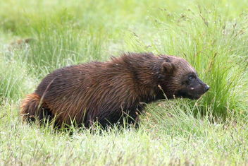 The wolverine in wilderness. - Free image #463131