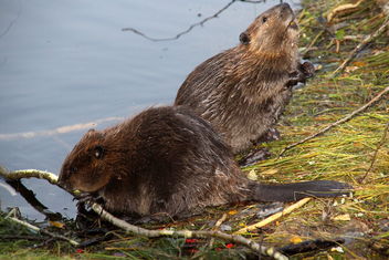 Two of this year's beaver puppies - image gratuit #463261 