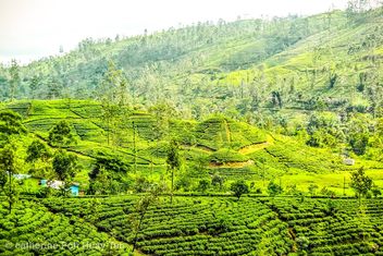 Tea plantation, Kandy, Sri Lanka - image gratuit #463631 