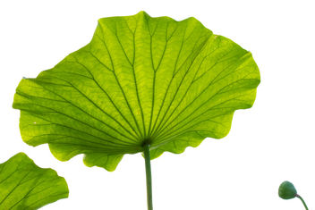 Lotus leaf reaching for the sun. - Kostenloses image #463731