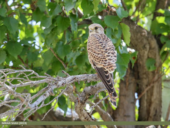 Common Kestrel (Falco tinnunculus) - image gratuit #463851 