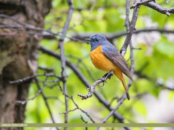 Blue-fronted Redstart (Phoenicurus frontalis) - Free image #463861