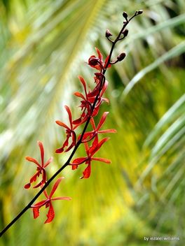 Wild Orchid by iezalel williams DSCN0634 - image gratuit #463971 