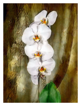 White Orchids - Free image #464011
