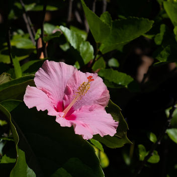 L'hibiscus - бесплатный image #464111