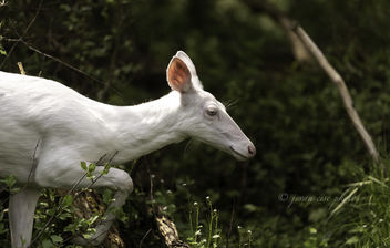 Elusive White Deer ~ Huron River and Watershed - image gratuit #464671 