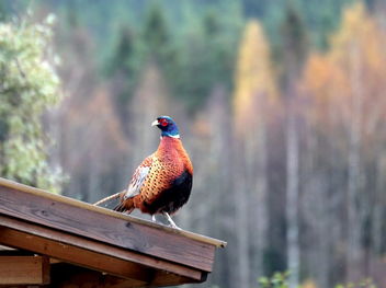 The pheasant on the roof of cottage. - Free image #464761