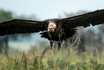 Vulture - image #465001 gratis