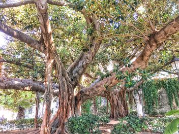 Tree, Ortigia, Siracusa, Sicily - бесплатный image #465041