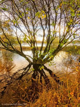 Tree, Chase Water Park, Burntwood, England - image gratuit #465051 