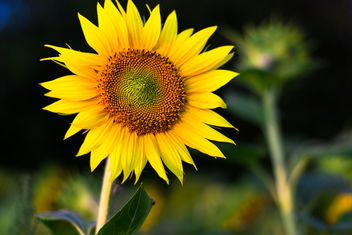 Autumn Sunflower - image #465061 gratis