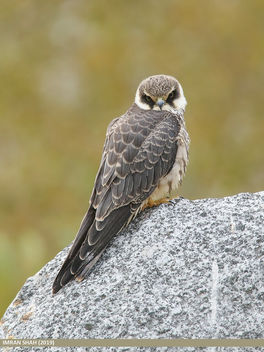 Eurasian Hobby (Falco subbuteo) - бесплатный image #465411