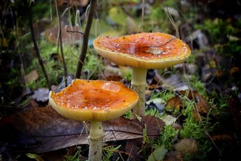 Mushrooms - image gratuit #465451 
