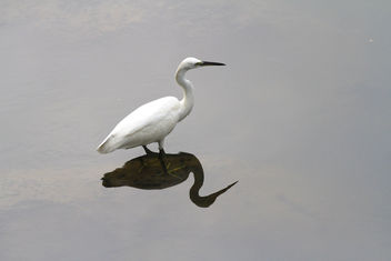 Egret, Plover Cove Reservoir, Tai Po Hong Kong - image gratuit #465531 