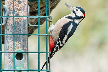Great Spotted Woodpecker - бесплатный image #465731