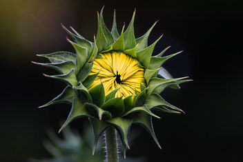 Sunflower Bud - image gratuit #465851 