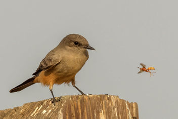 Say's Phoebe ready to grab a snack - image gratuit #465871 