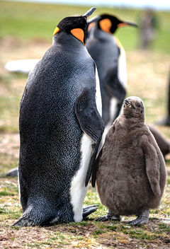 King Penguin and Chick - Free image #466071