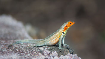 Lava Lizard - image #466091 gratis