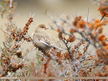 Desert Finch (Rhodospiza obsoleta) - image #466301 gratis