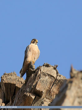 Barbary Falcon (Falco pelegrinoides) - image gratuit #466561 